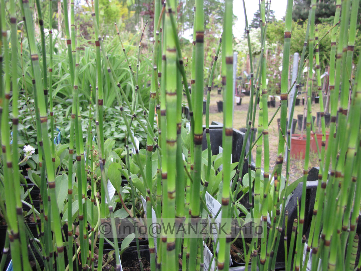 Equisetum hyemale robustum 01.JPG
